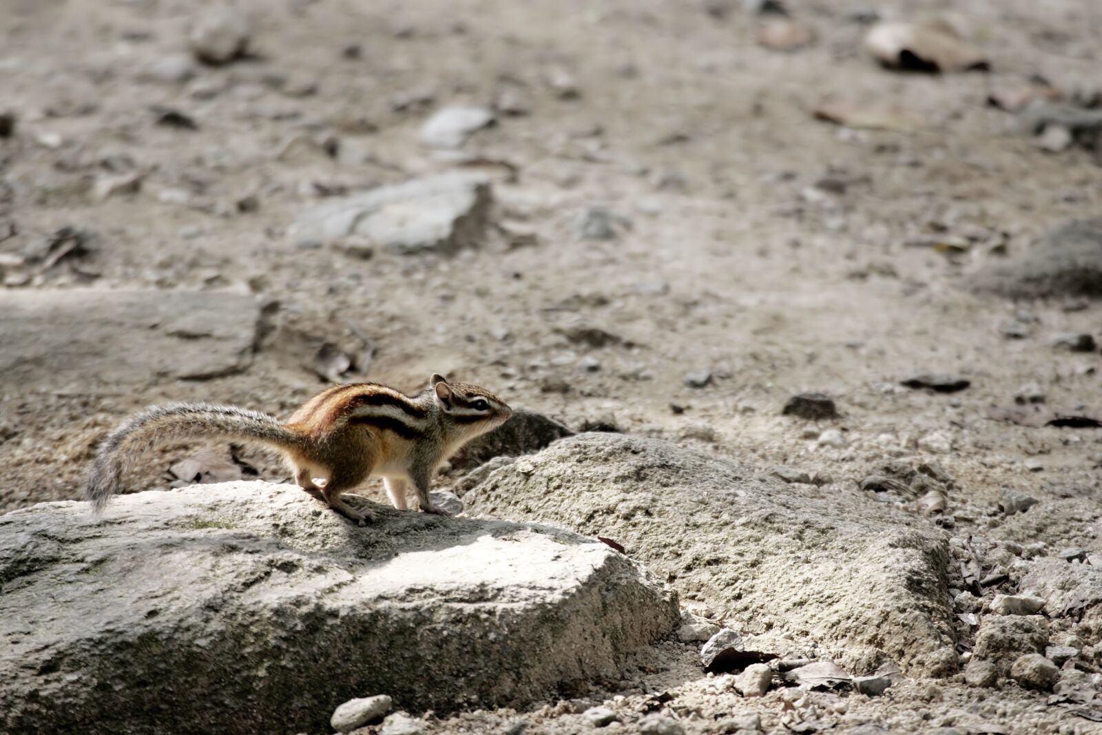 Canon EOS-1D Mark II sample photo. Squirrel, rodents, nature photography