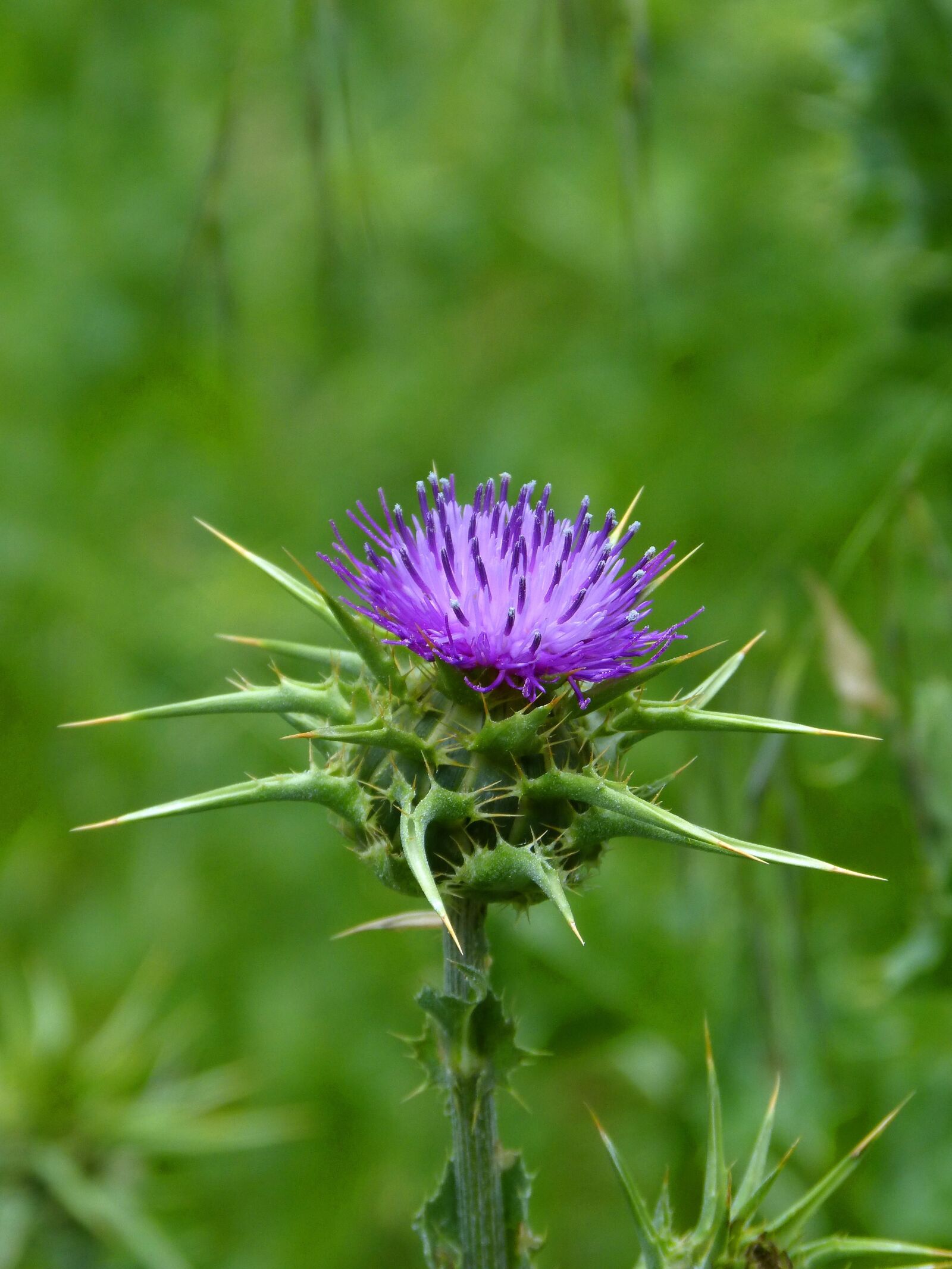 Panasonic DMC-FZ62 sample photo. Thistle flower, thistle, beauty photography
