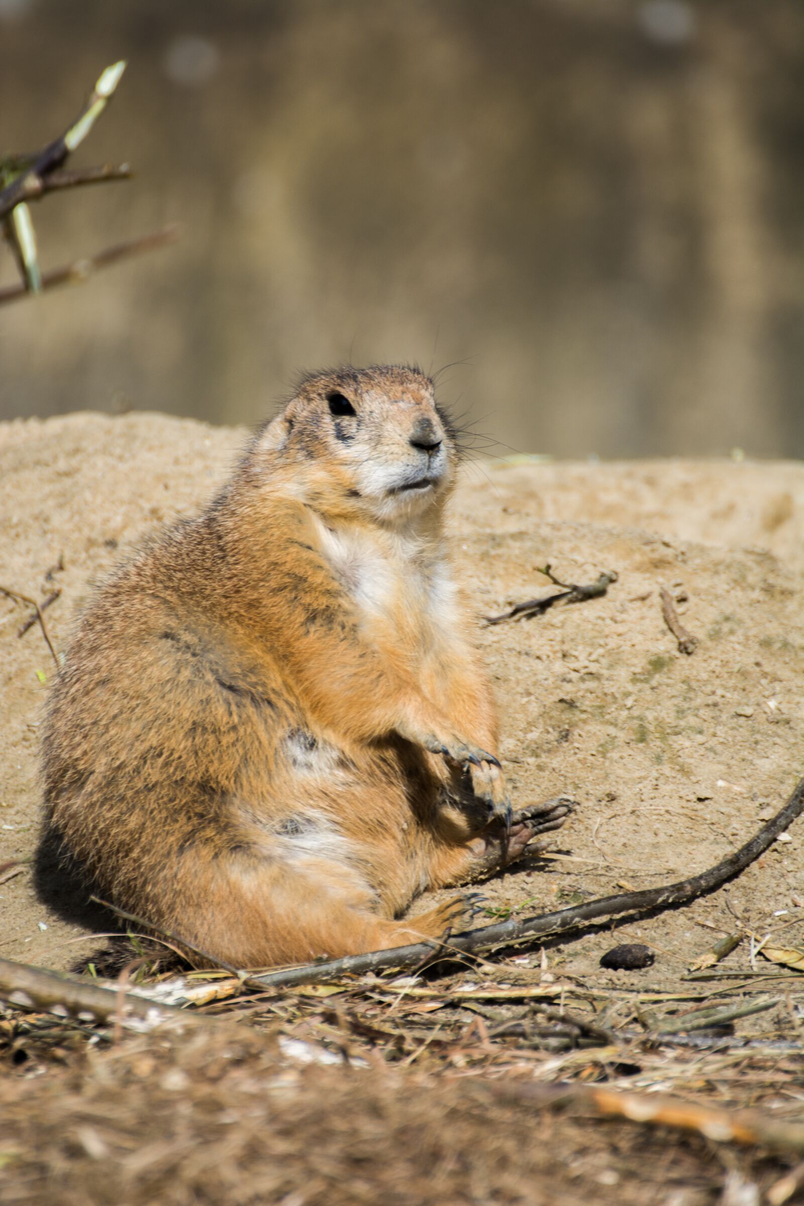 Nikon D7100 sample photo. Meerkat, cute, curious photography