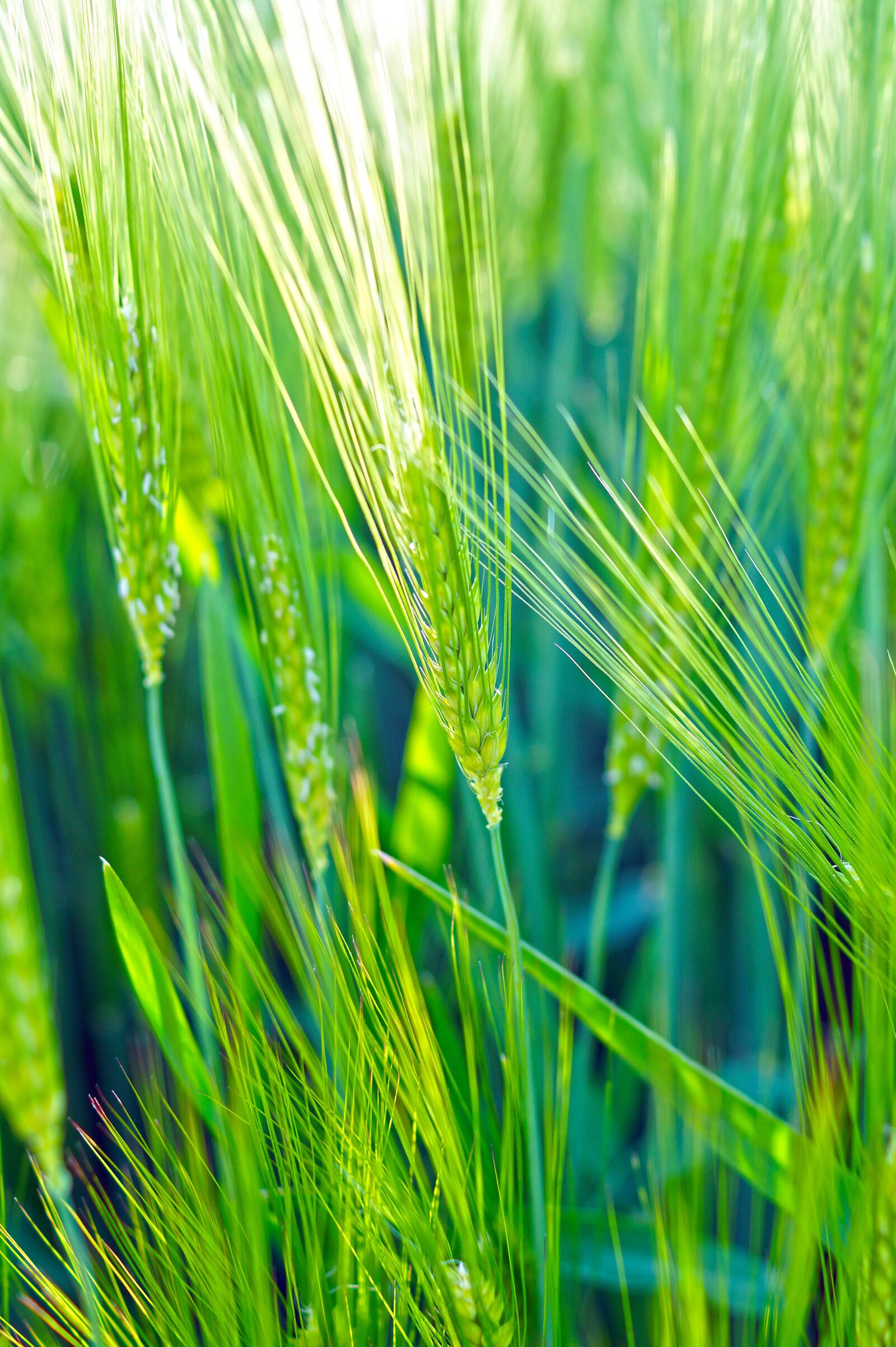 Sony SLT-A58 + Sony DT 35mm F1.8 SAM sample photo. Wheat, green, field photography