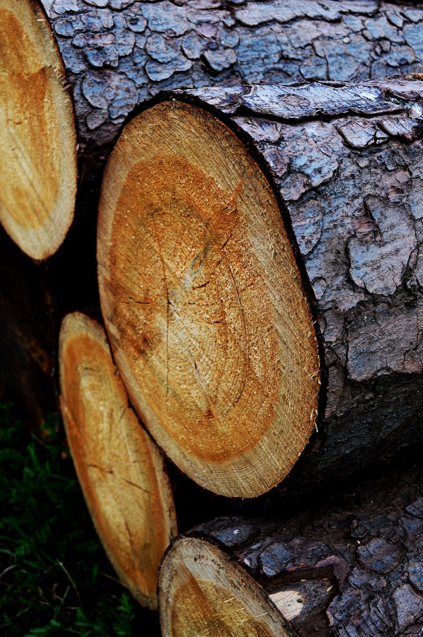Nikon D3200 sample photo. Trunk, log, wood photography