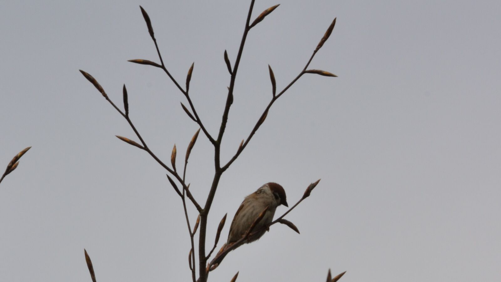 Nikon D5200 sample photo. Bird, branch, wood photography