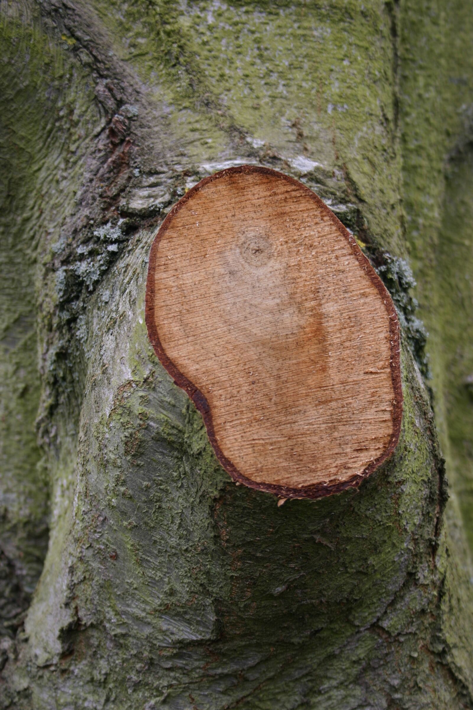 Canon EOS 300D (EOS Digital Rebel / EOS Kiss Digital) sample photo. Wood, tree, sawn photography