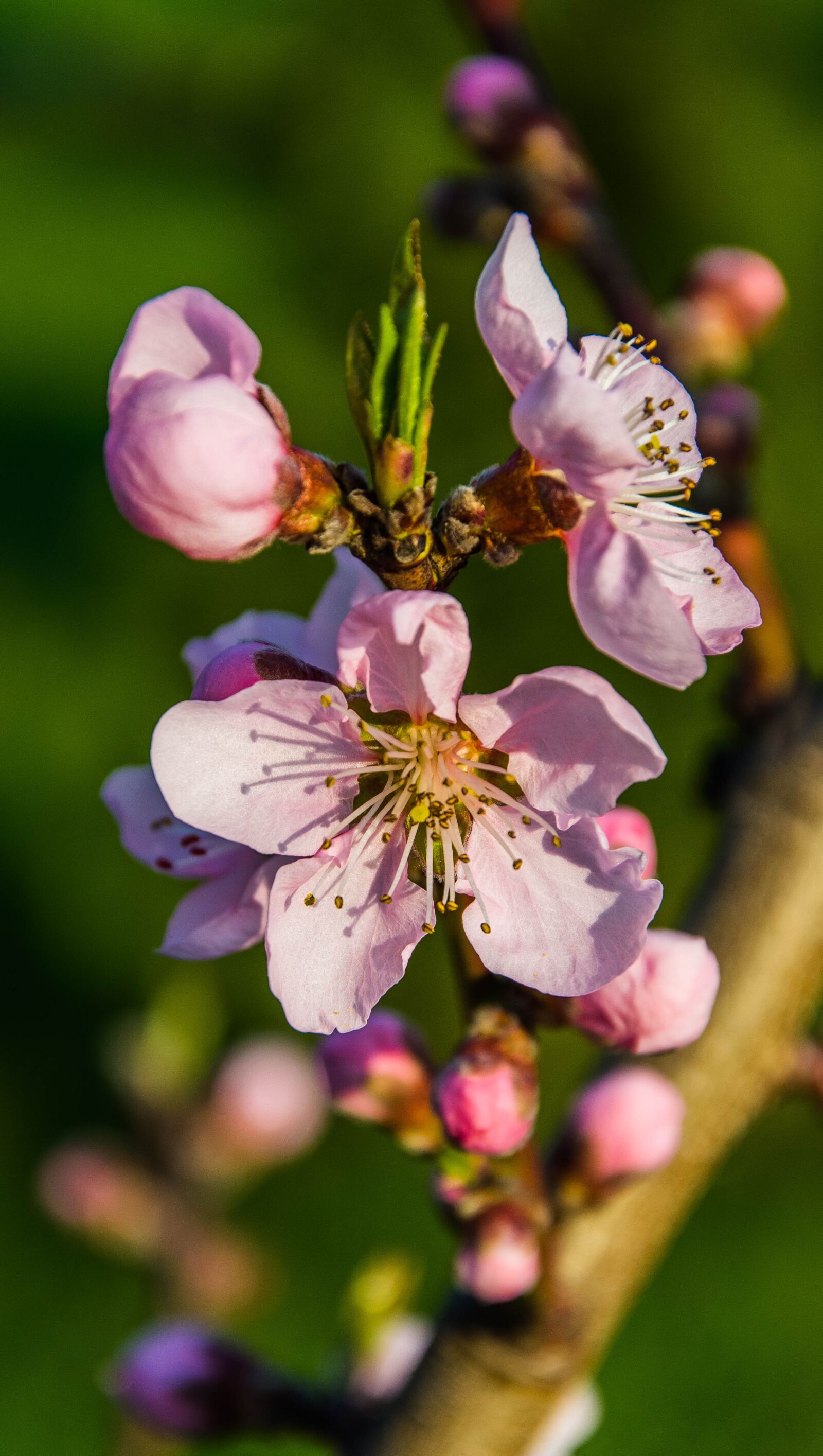 Nikon D5300 sample photo. Spring, plant, tree photography