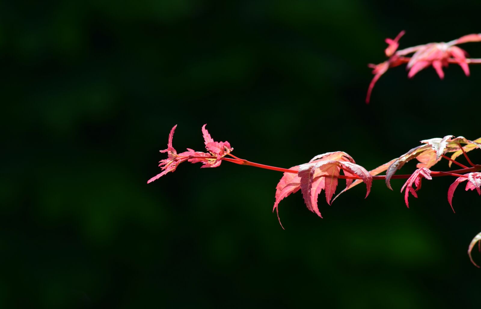 Nikon D3300 sample photo. Maple, red, nature photography