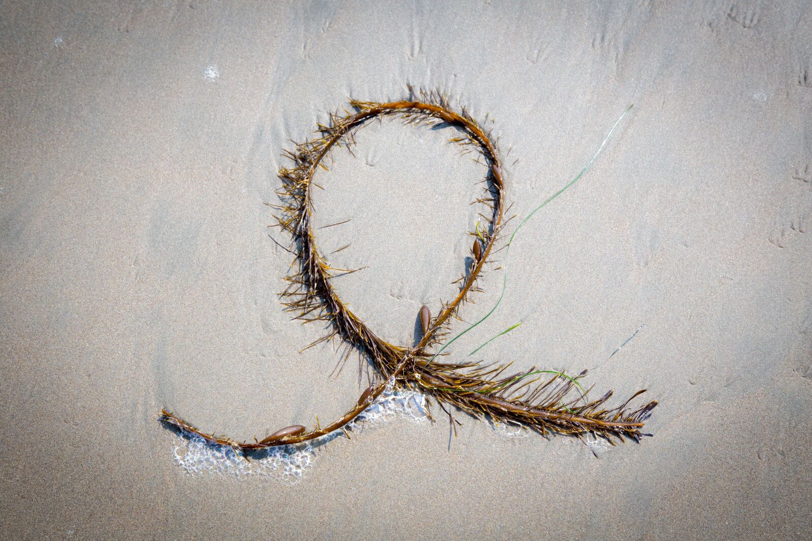 Canon EOS 6D + Canon EF 24-105mm F4L IS USM sample photo. Sand, algae, sea photography