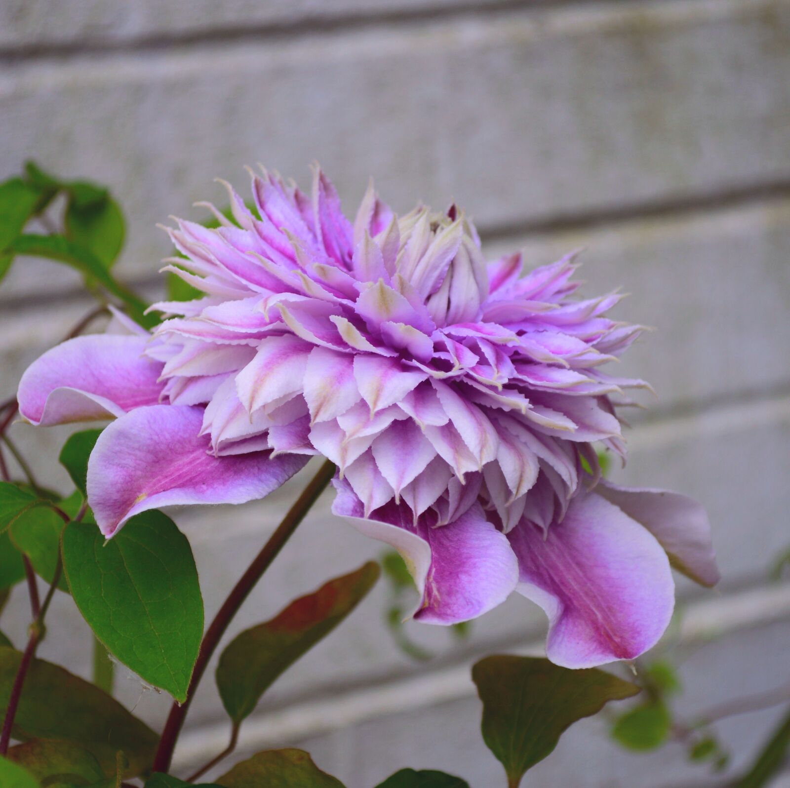 Nikon D3200 sample photo. Clematis, josephine, climber photography