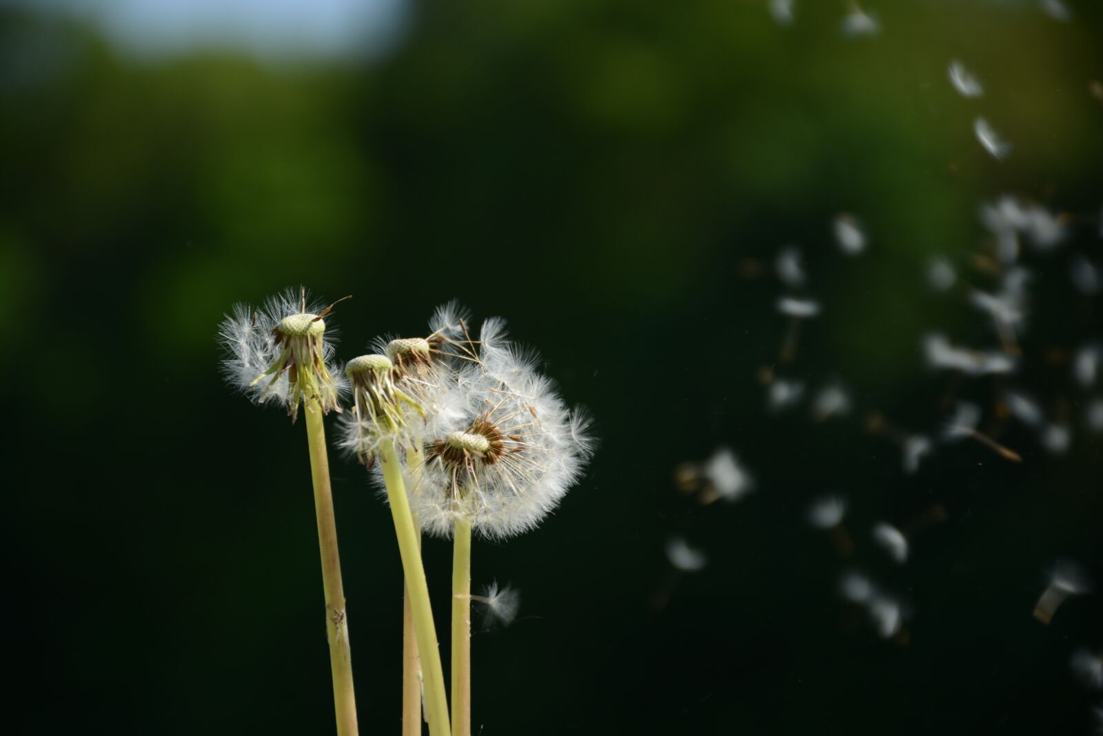 Nikon D7100 sample photo. Dandelion, flower, white photography