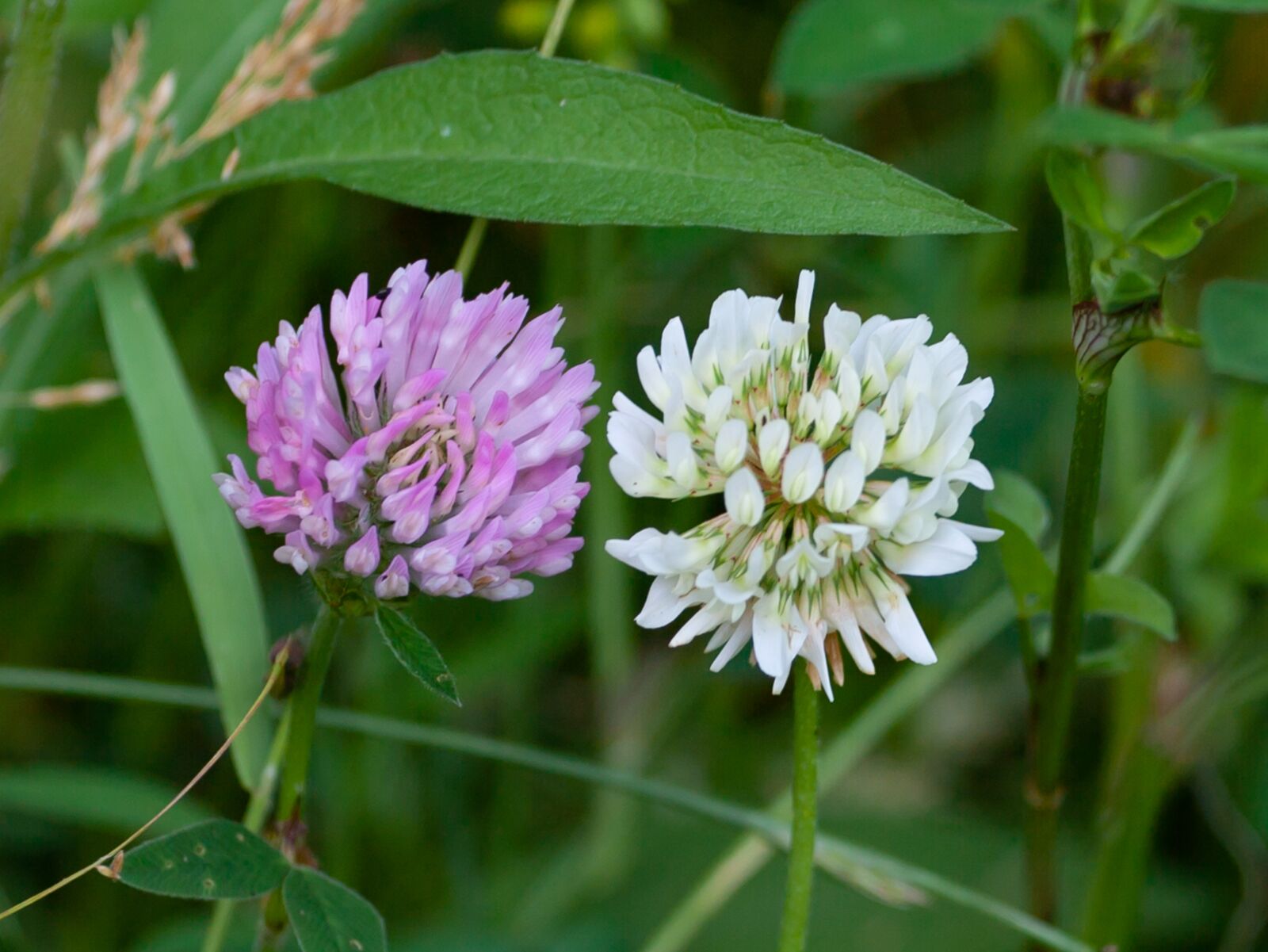 Canon EOS 5D Mark II + Canon EF 70-200mm F4L USM sample photo. White clover, pink clover photography
