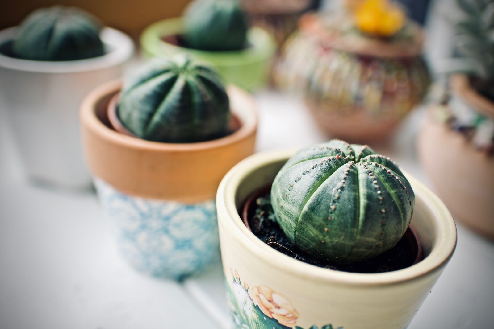 Canon EOS M + Canon EF-M 22mm F2 STM sample photo. Cactus, fat plants, terrace photography