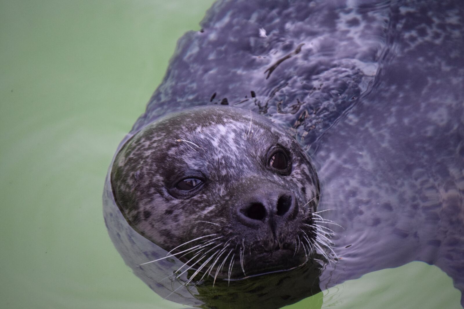 Nikon D3300 sample photo. Seal, water, zoo photography