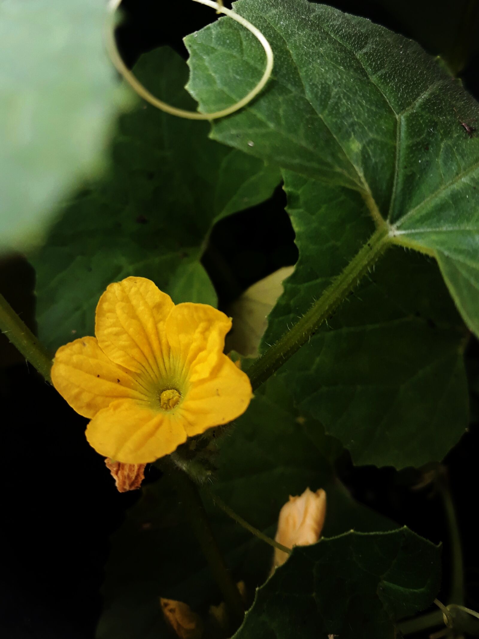 Samsung Galaxy J7 Pro sample photo. Yellow, flower, yellow flower photography