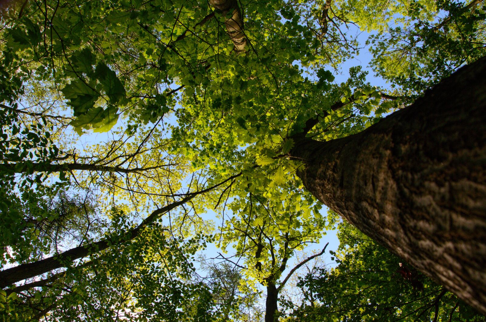 Nikon D5100 sample photo. Trees, plants, spring 2020 photography