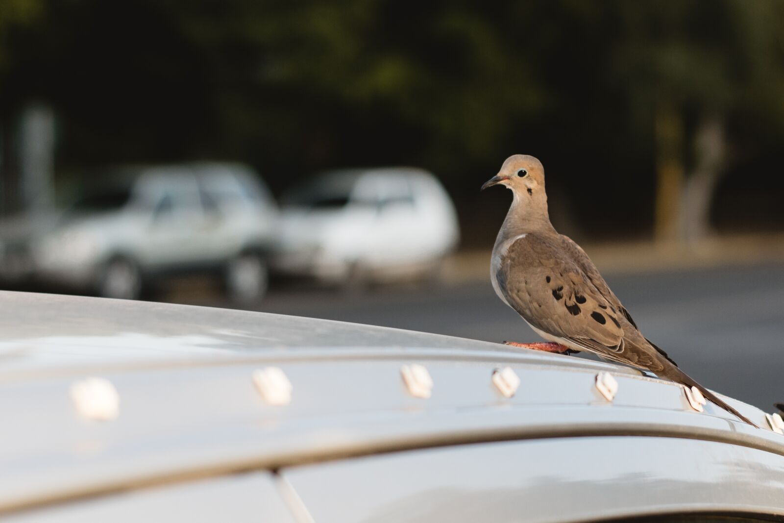 Nikon D3300 sample photo. Bird, animal, birds photography
