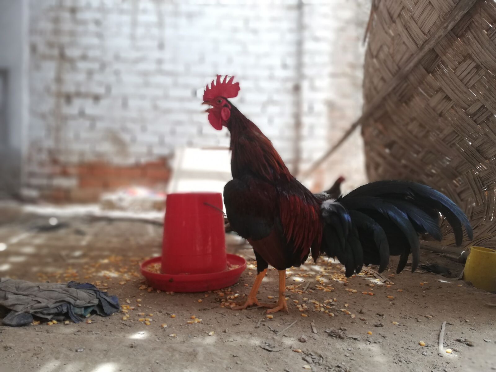 HUAWEI P20 lite sample photo. Gallo, canto del gallo photography