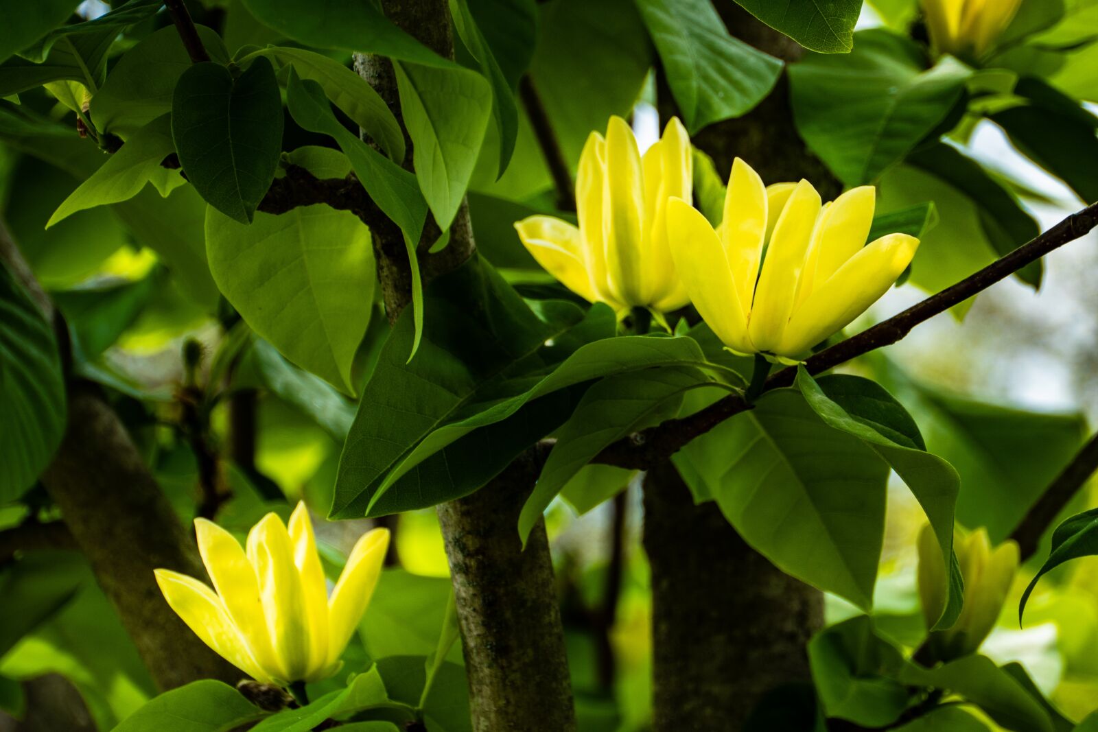 Panasonic Lumix G Vario HD 14-140mm F4-5.8 OIS sample photo. Yellow magnolia, flower, spring photography