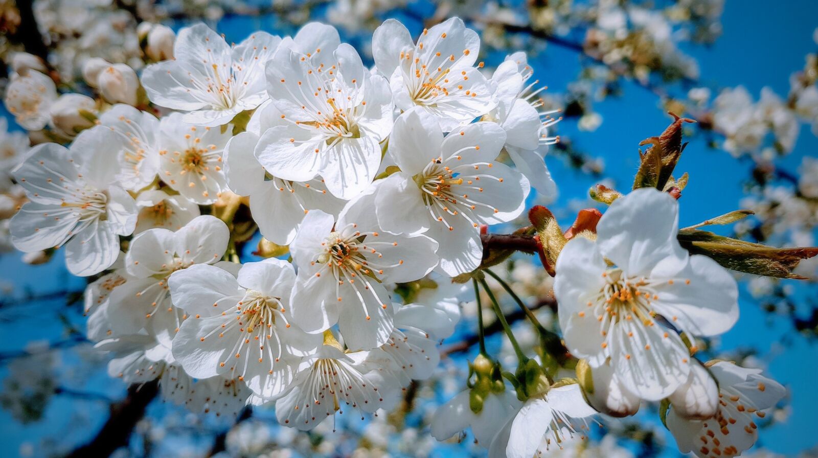 Samsung Galaxy S8 sample photo. Spring, cherry, tree photography