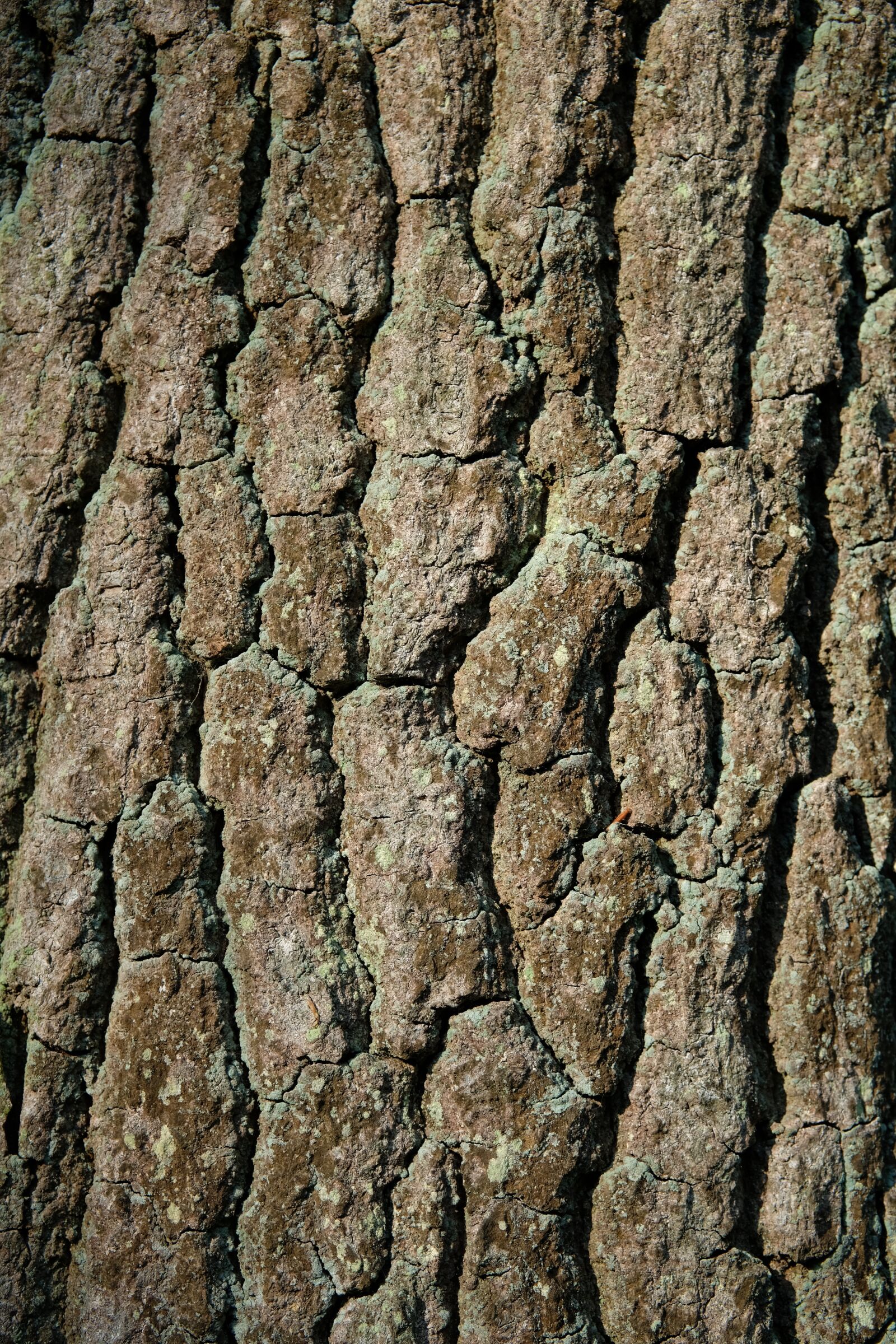 Fujifilm X-T2 + Fujifilm XF 50mm F2 R WR sample photo. Tree, texture, bark photography