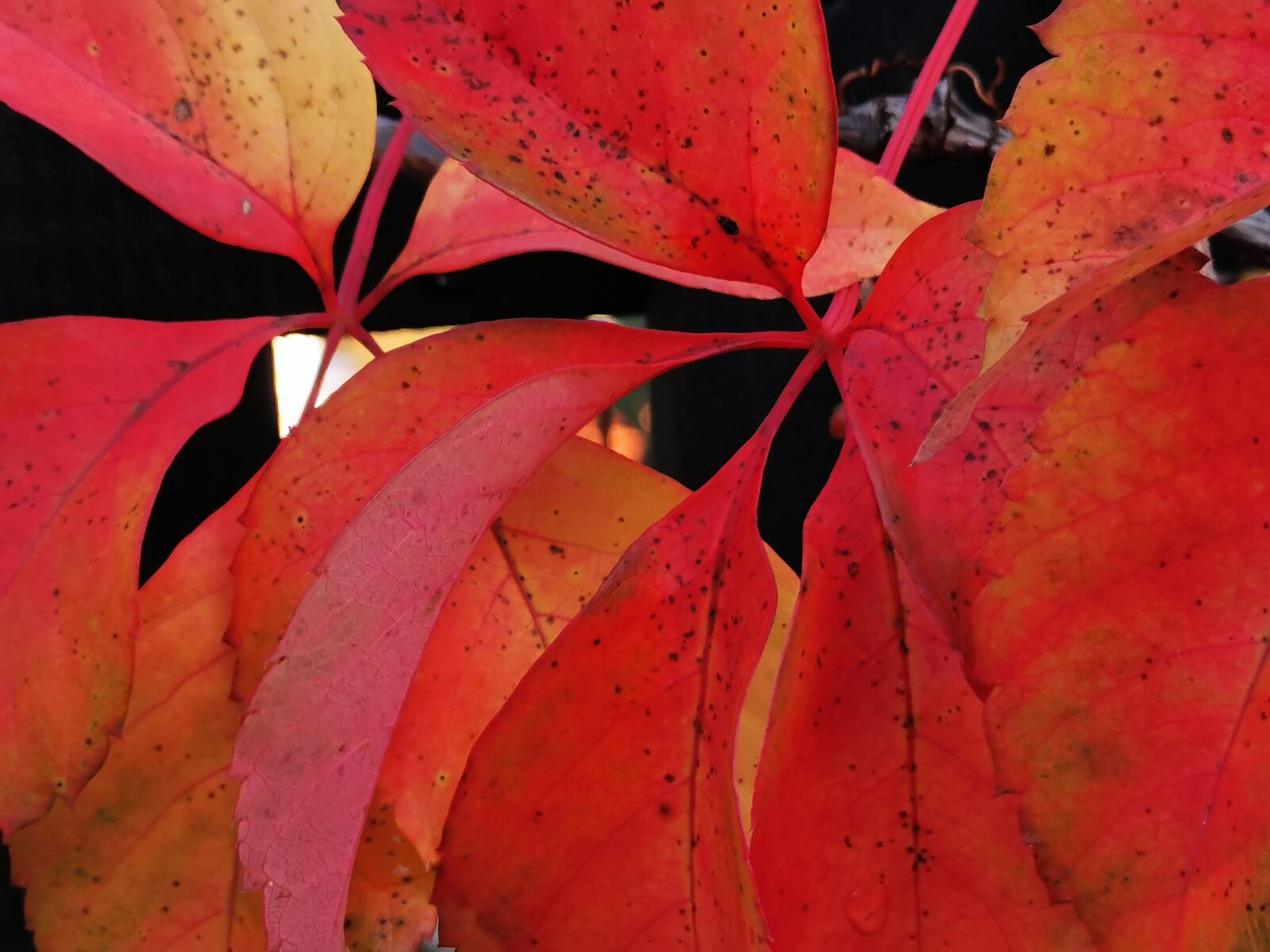 HUAWEI P30 sample photo. Red leaves, branch, autumn photography