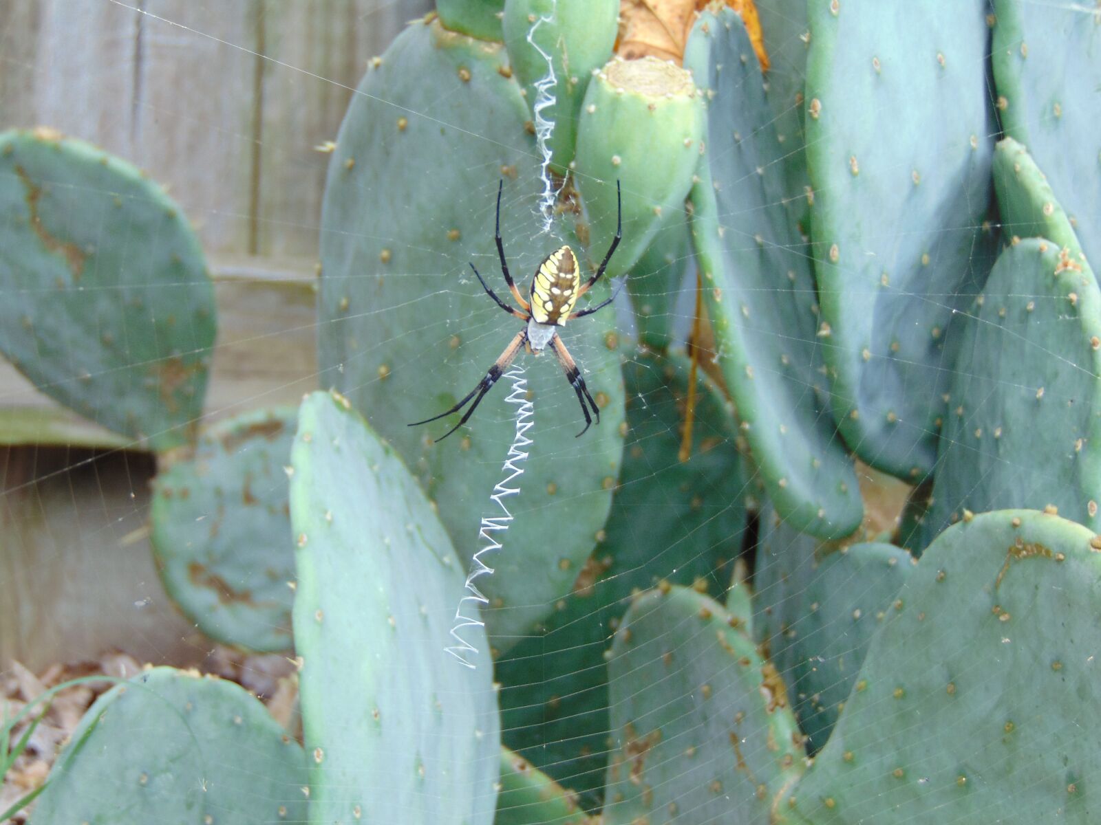 Sony Cyber-shot DSC-H300 sample photo. Spider web, black and photography