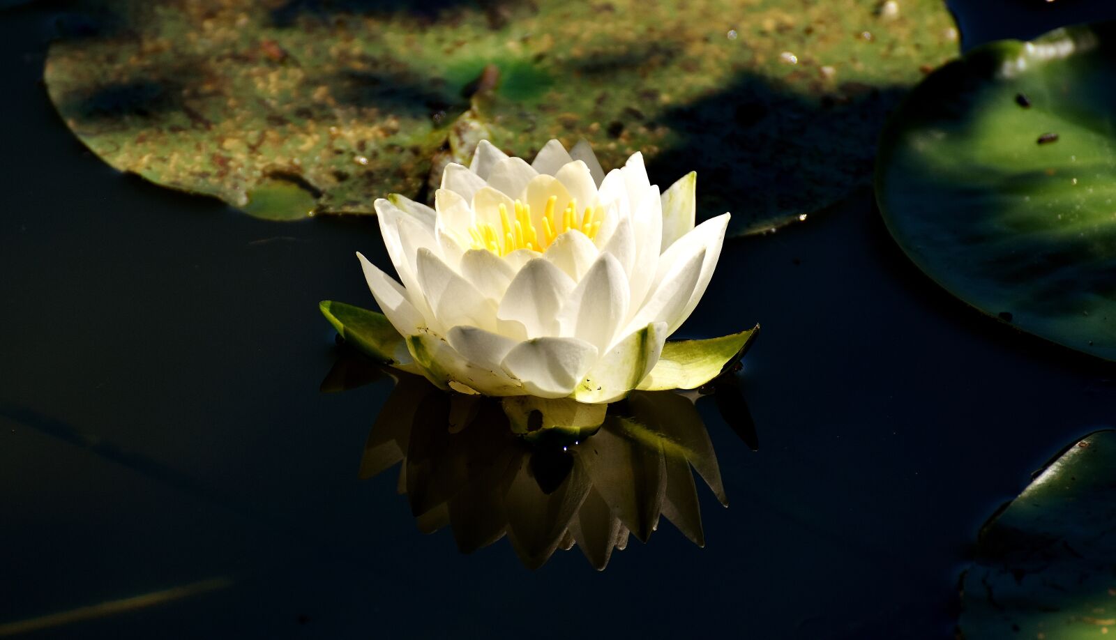 Nikon D7200 sample photo. Water lilies, white, summer photography