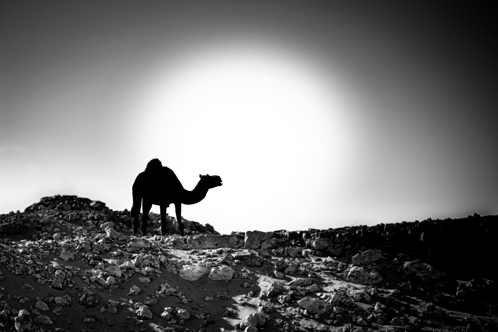 Sony a7R IV sample photo. Camel, desert, silhouette photography