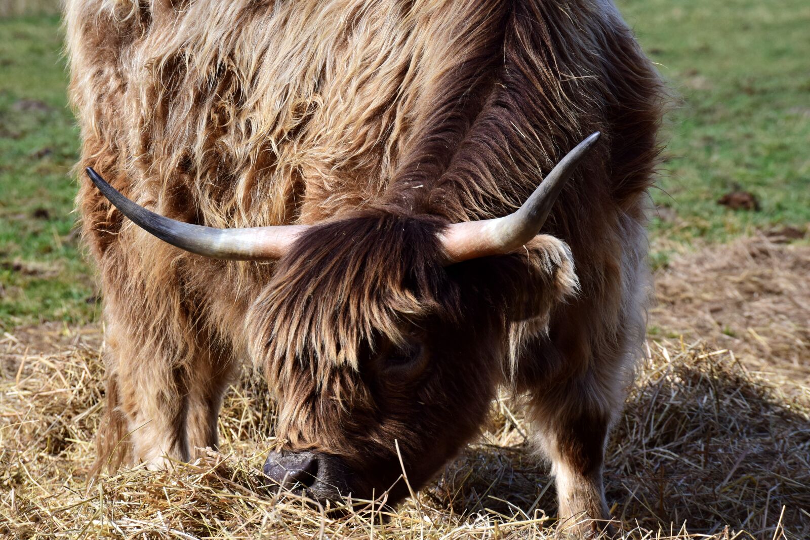 Nikon D3300 sample photo. Galloway, beef, highland beef photography