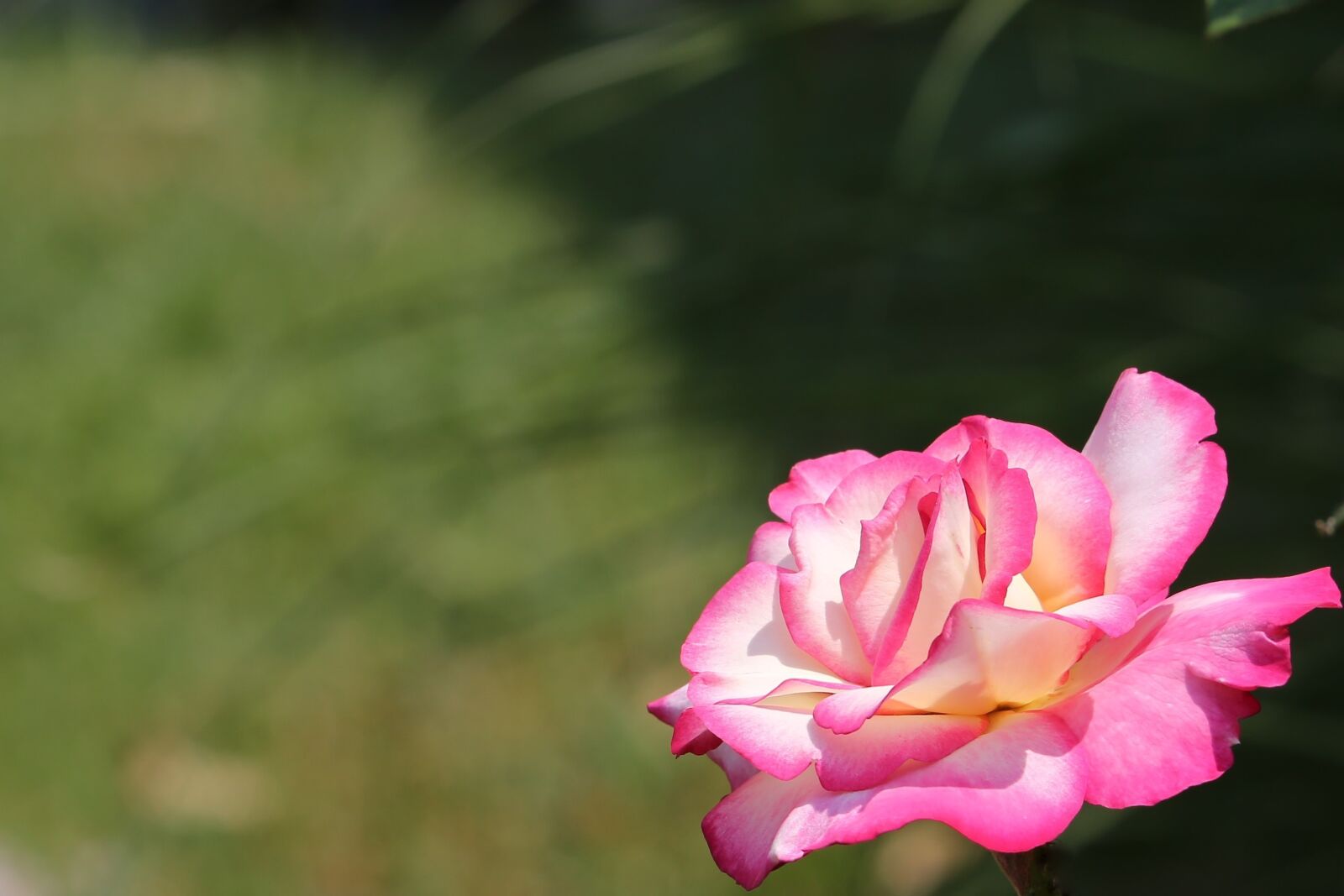 Canon EF 70-300 F4-5.6 IS II USM sample photo. White pink rose, flower photography