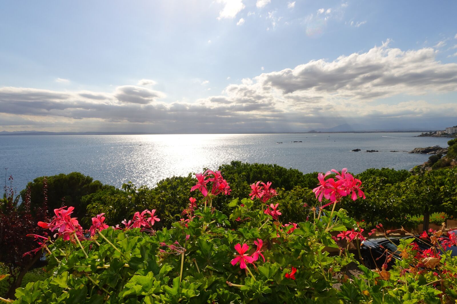 Sony Cyber-shot DSC-RX100 IV sample photo. Flowers, landscape, nature photography