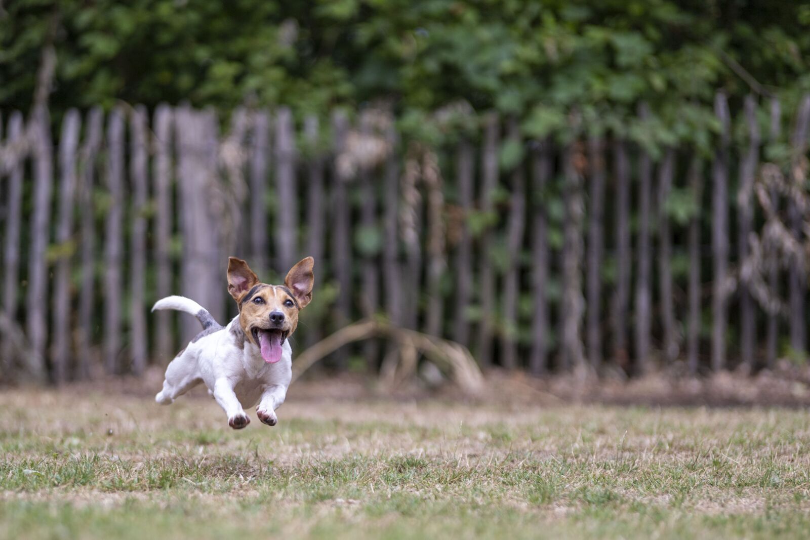 Canon EOS 6D Mark II sample photo. Dog, jack russell, racing photography