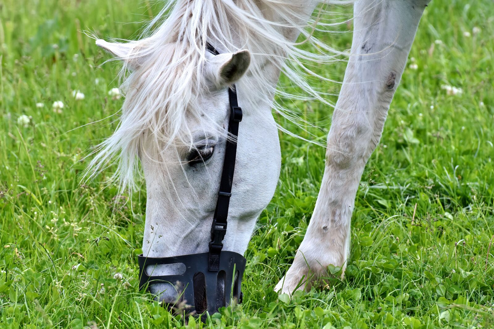 Nikon D7200 sample photo. Mold, horse, eat grass photography