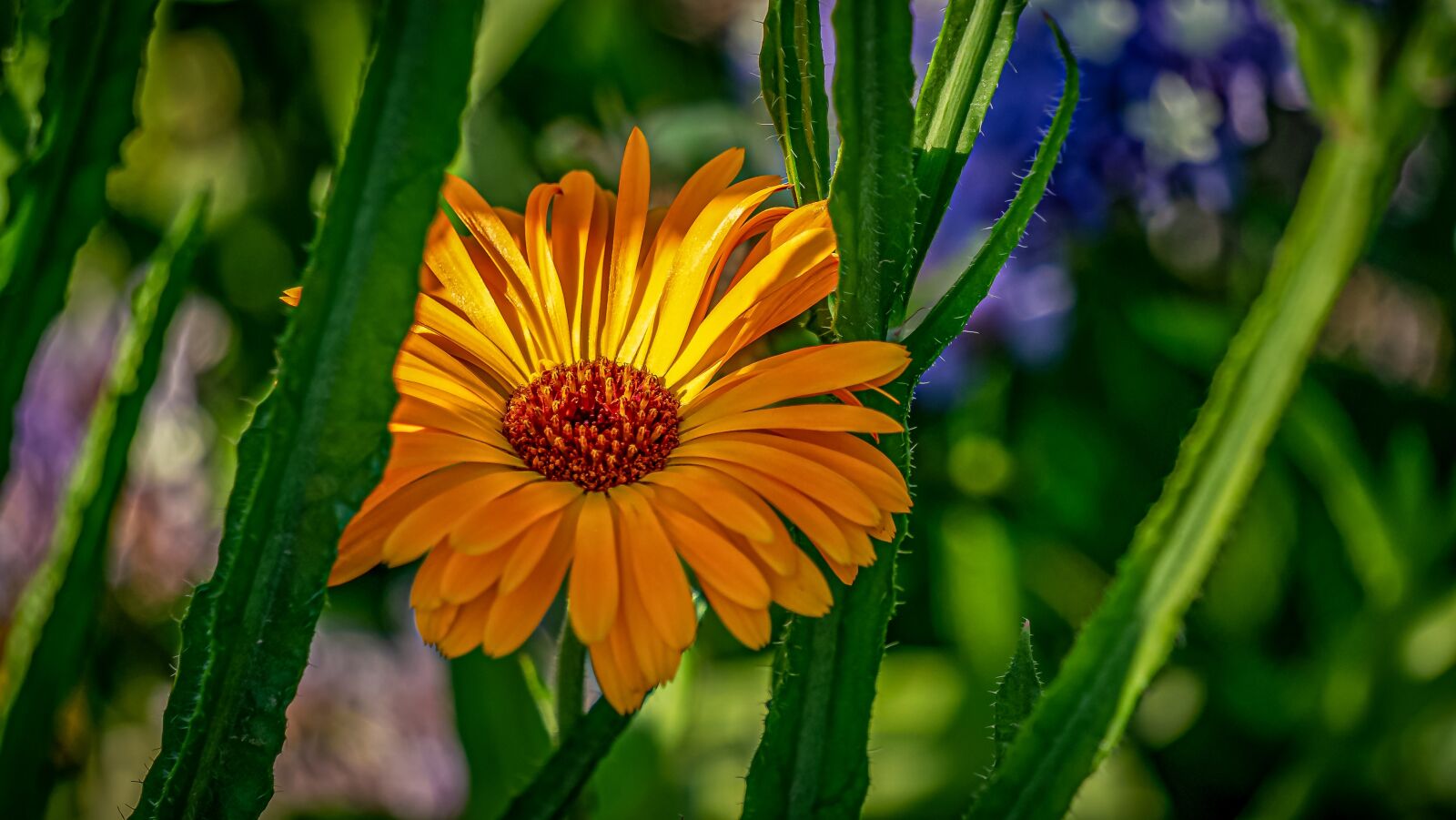 Sony a7 II + Sony E 55-210mm F4.5-6.3 OSS sample photo. Flower, blossom, bloom photography