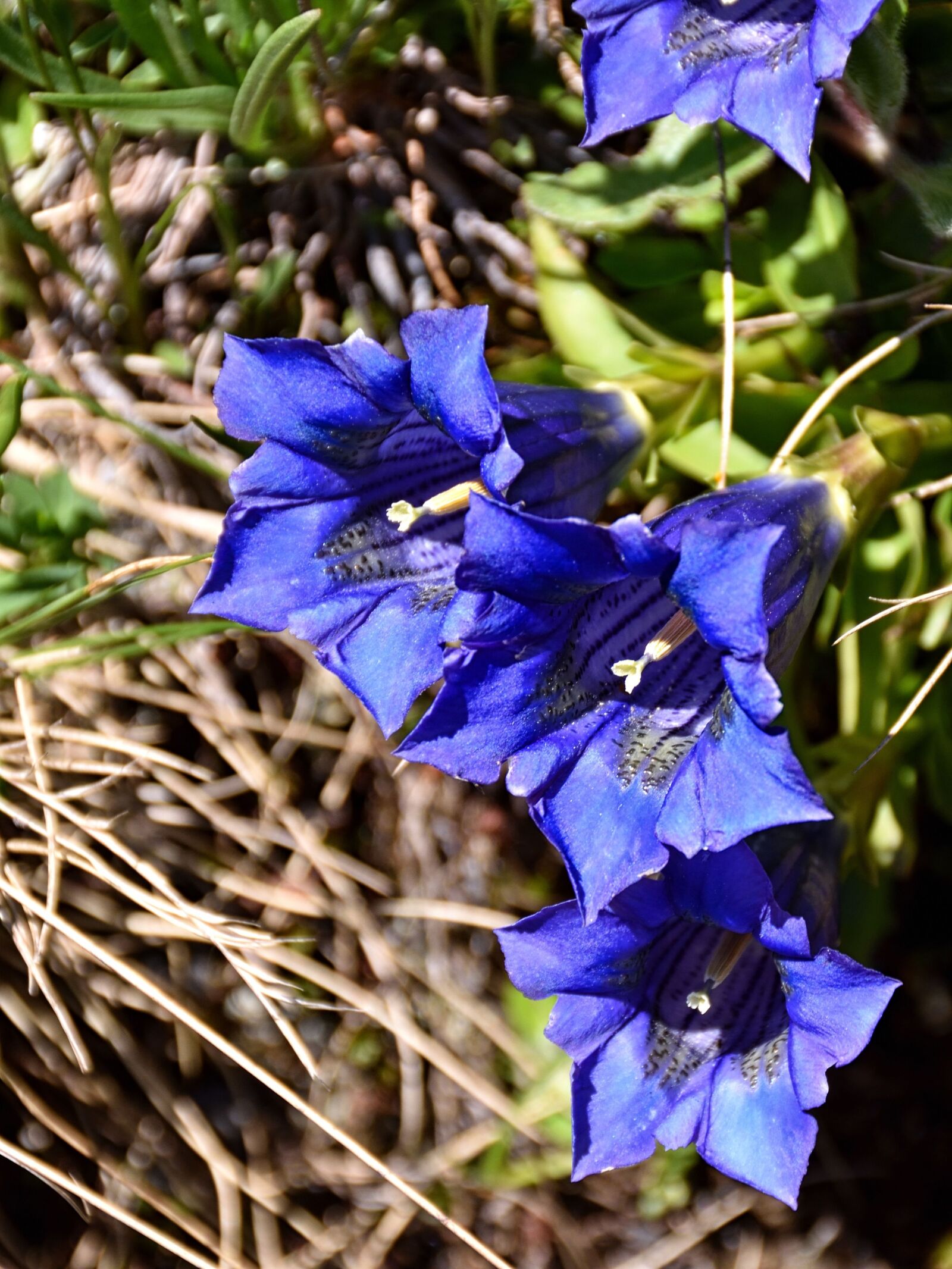 Nikon D5500 sample photo. Gentian, blossom, bloom photography