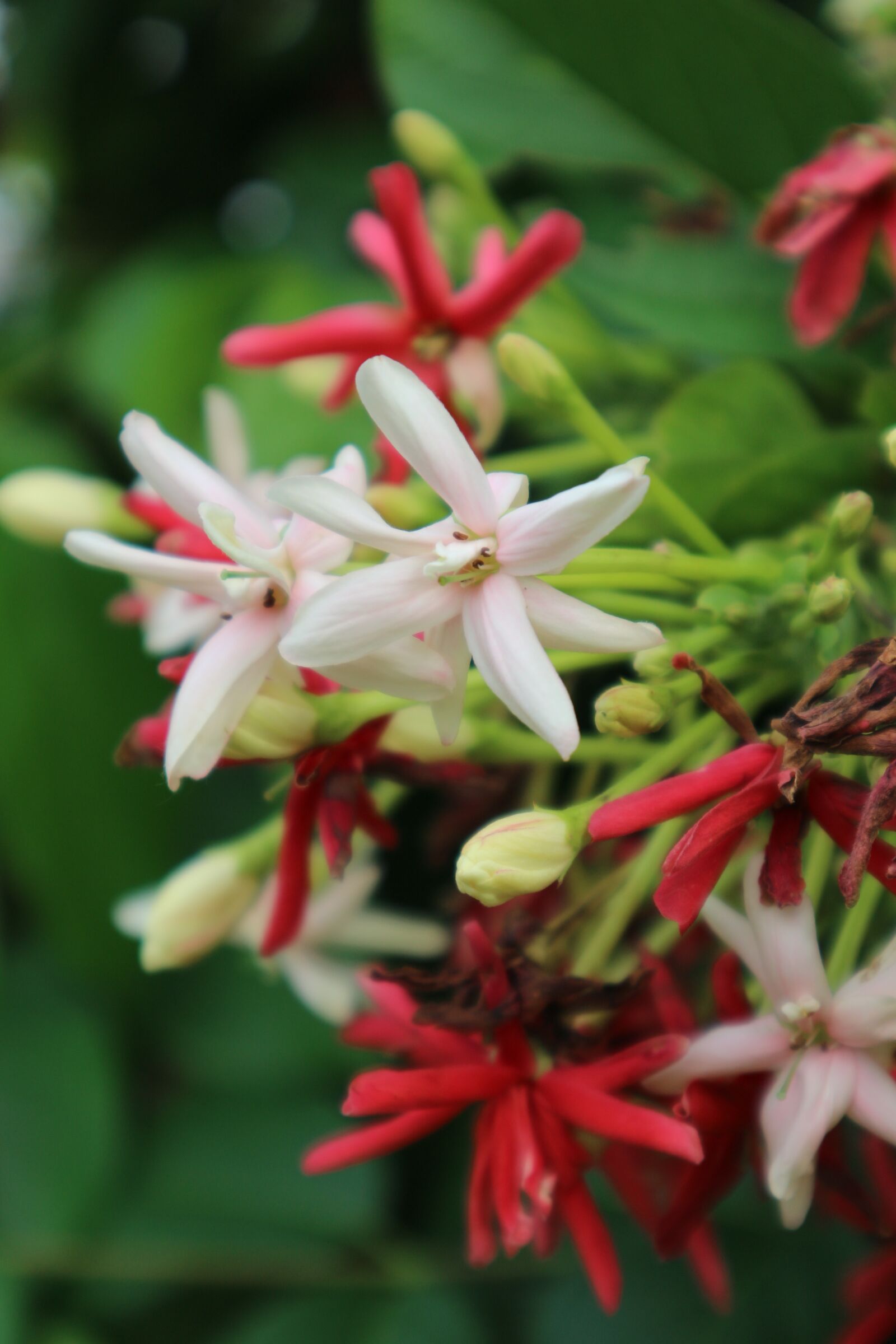 Canon EOS M10 sample photo. Fingernail, flowers, red photography