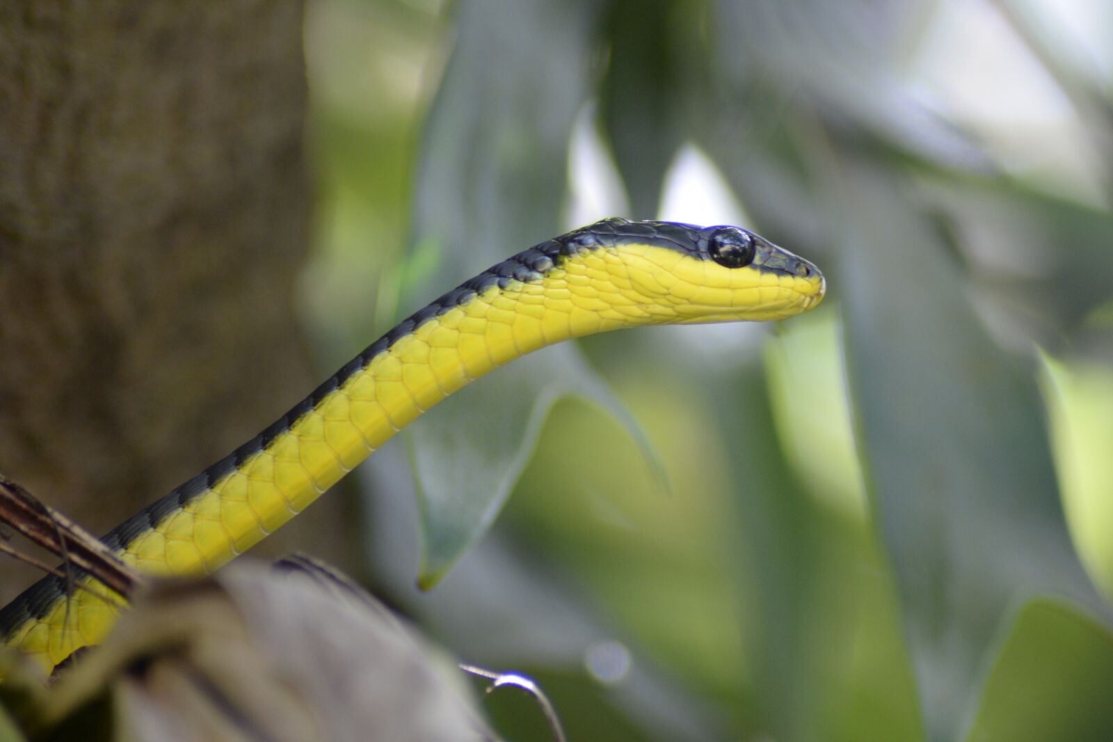 Nikon D610 sample photo. Snake, animal, reptile photography