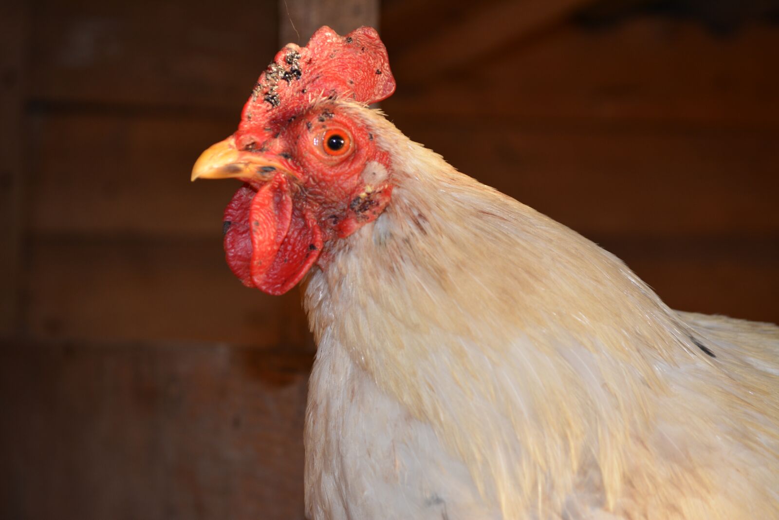 Nikon D5200 sample photo. Gaina, ridge, beak photography