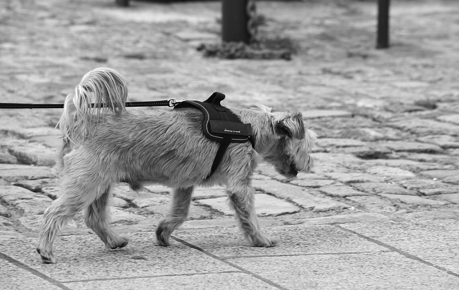 Nikon D5200 sample photo. Dog, canine, doggie photography