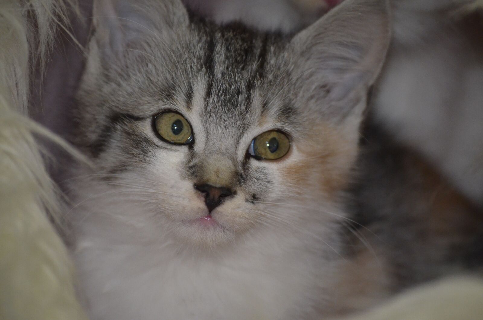 Nikon D5100 sample photo. Kitten, cat, sweet photography
