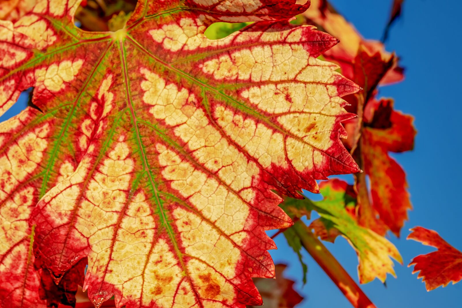 Fujifilm XF 55-200mm F3.5-4.8 R LM OIS sample photo. Wine leaf, fall color photography