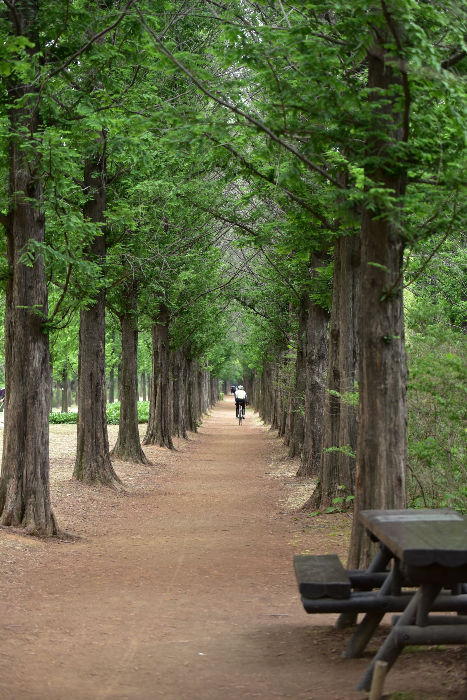 Nikon D750 sample photo. Metasequoia, meta sequoia, meta photography