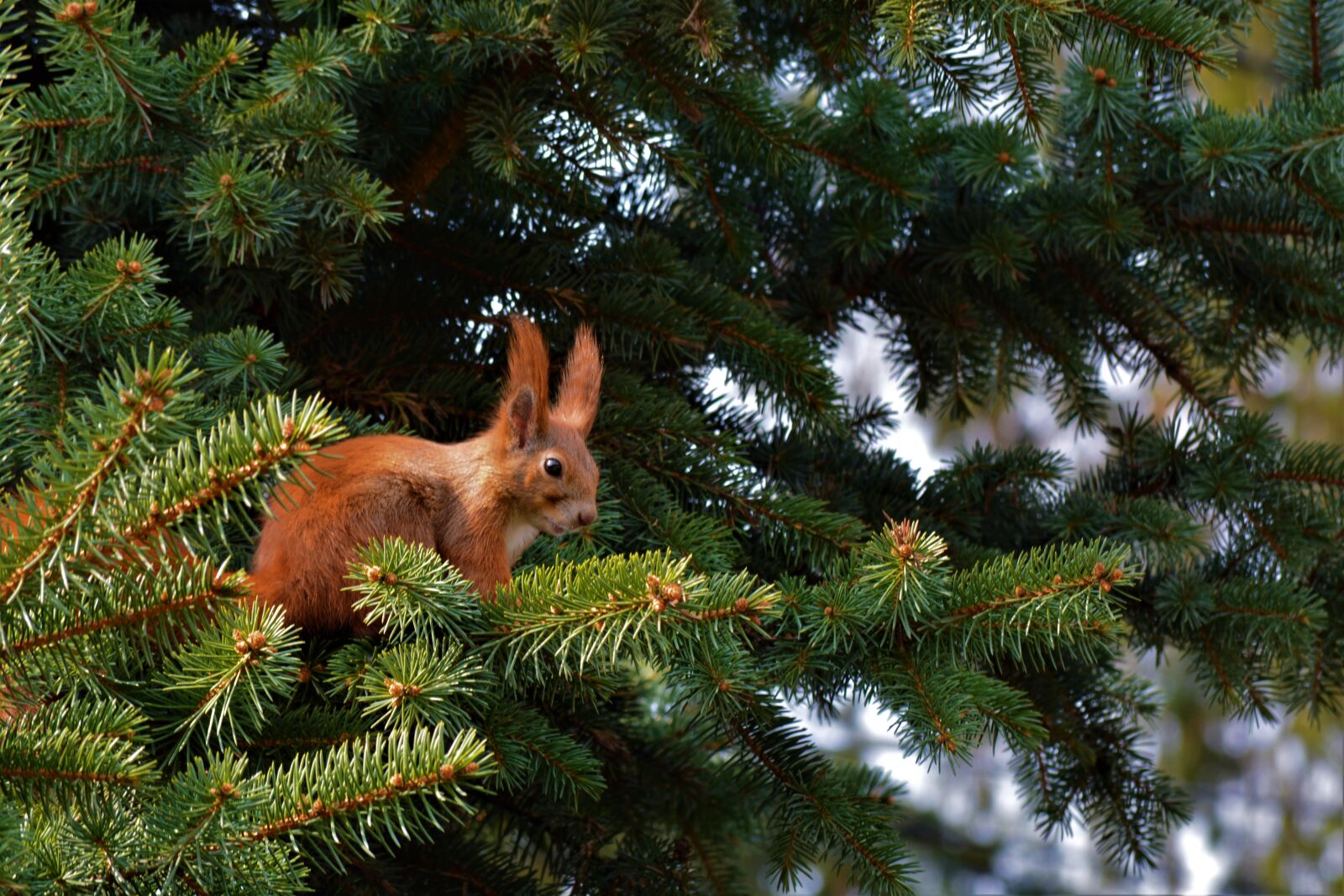 Nikon D5200 sample photo. Squirrel, animal, nature photography