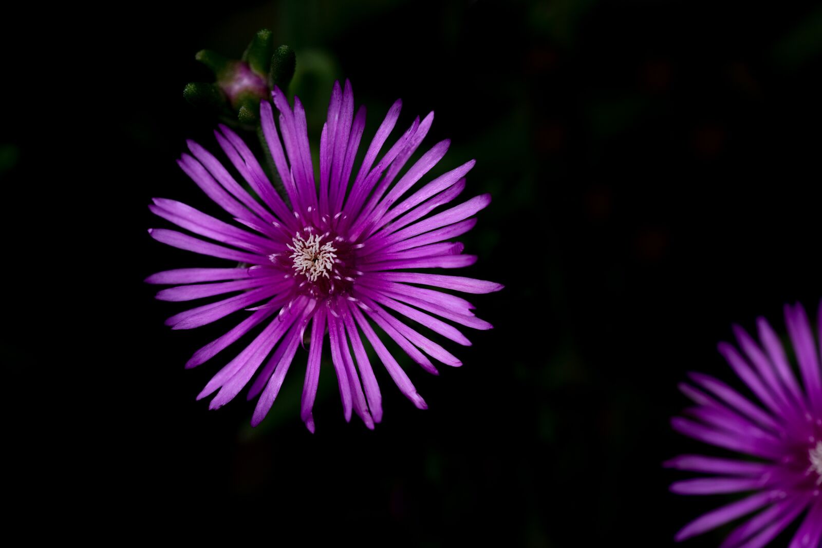 Nikon D750 sample photo. Flower, blossom, bloom photography