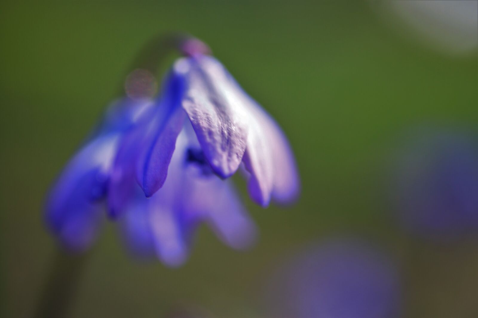 Canon EOS 7D sample photo. Spring, blossom, bloom photography