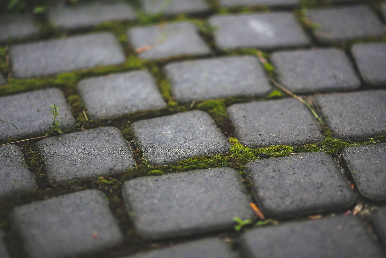 Canon EOS 6D + Sigma 85mm F1.4 EX DG HSM sample photo. Paving, stones, with, moss photography