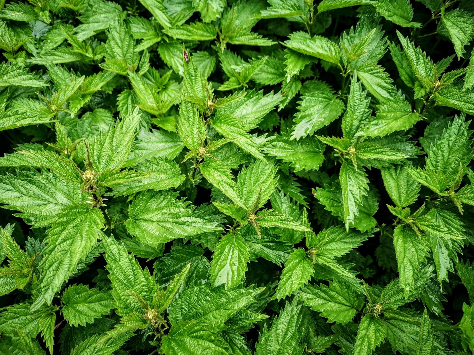 HUAWEI CLT-L09 sample photo. Nettle, nettles, green photography