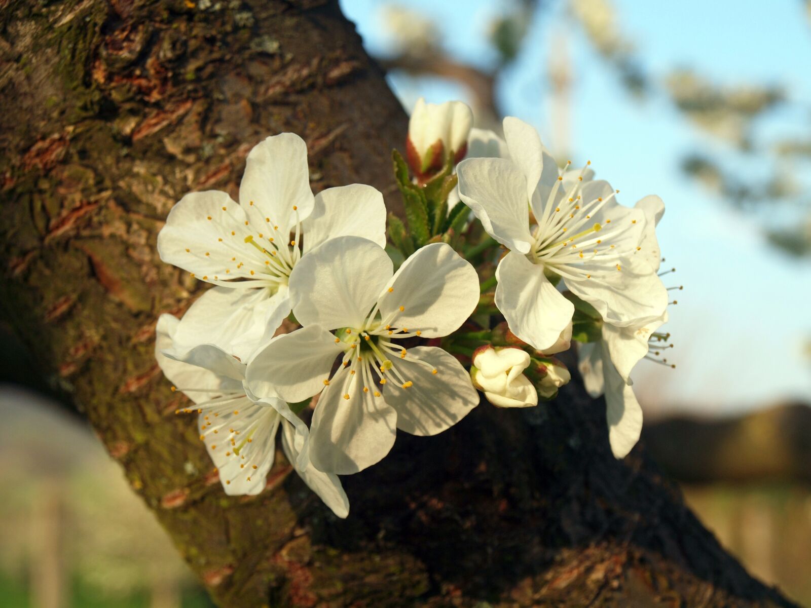 Olympus E-600 (EVOLT E-600) sample photo. Flower, wood, cherry tree photography