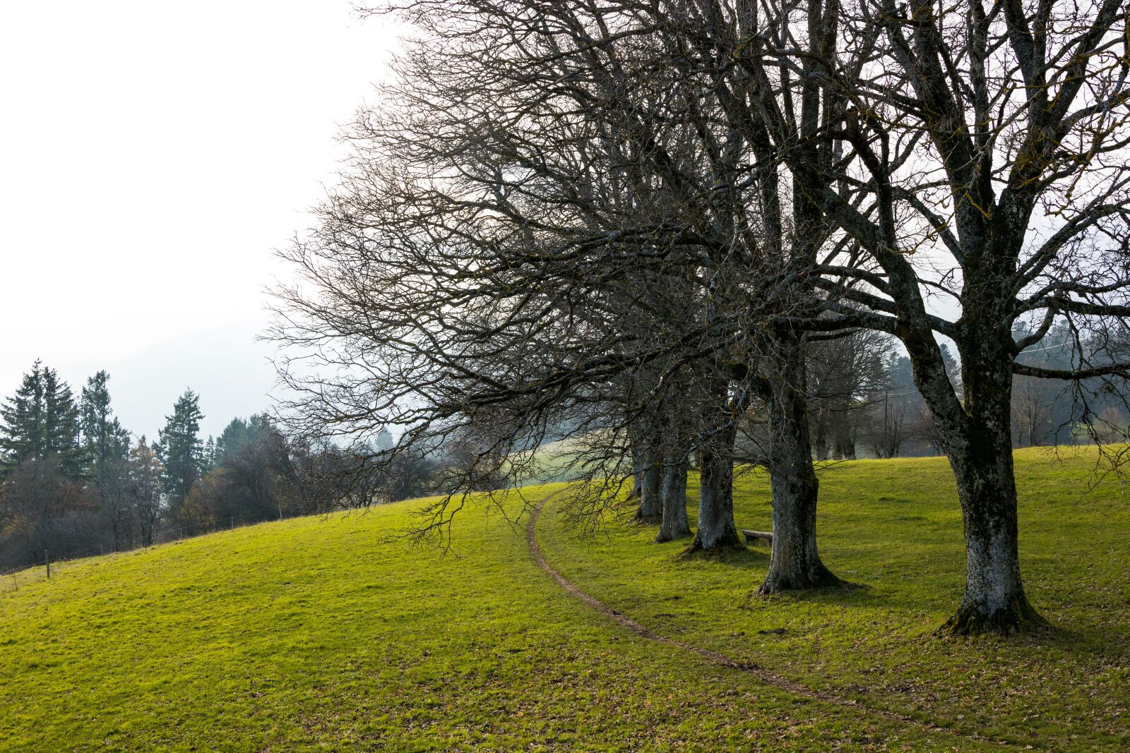 Canon EOS R sample photo. Trees, avenue, series photography