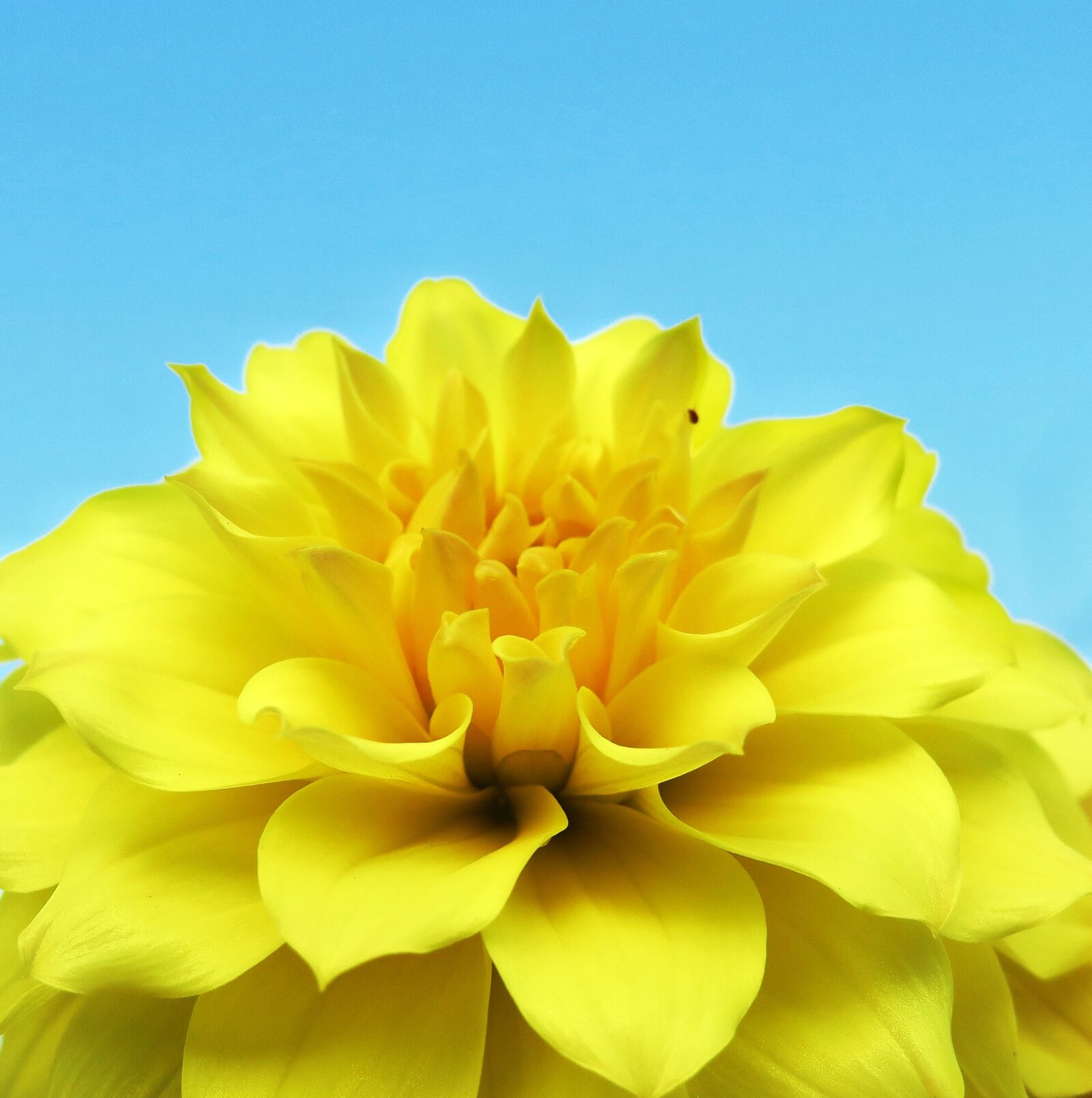Canon PowerShot G3 X sample photo. Flower, nature, petal photography