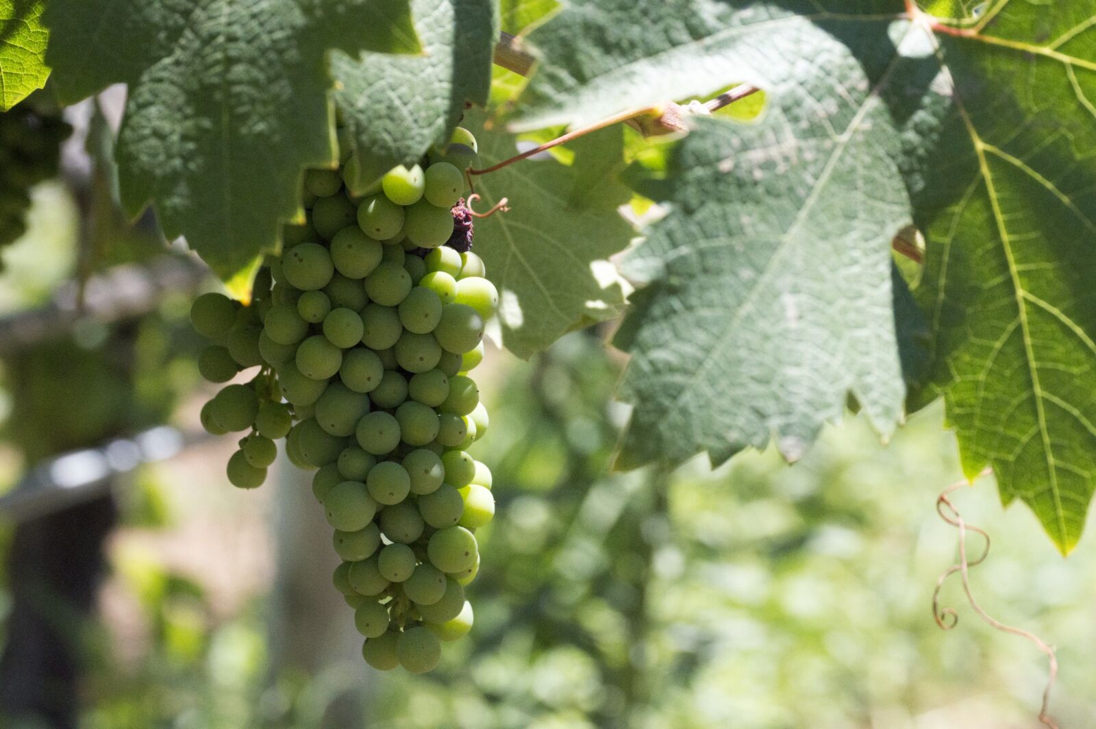 Nikon D3200 sample photo. Vine, bunch of grapes photography