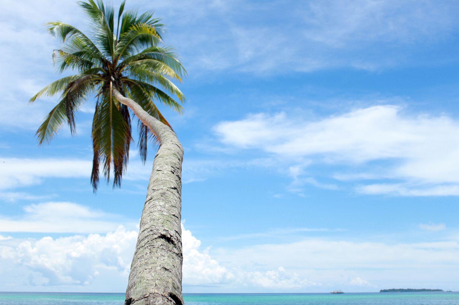 Canon EOS 700D (EOS Rebel T5i / EOS Kiss X7i) sample photo. Coconut trees, tour, nature photography